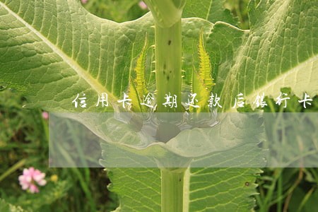 信用卡逾期还款后银行卡怎么办
