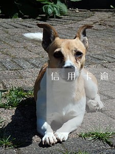 信用卡逾期还款后银行处理时间轴