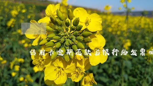 信用卡逾期还款后银行给发票吗 信用卡逾期还款后银行给发票吗