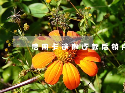 信用卡逾期还款后销户怎补救 信用卡逾期还款后销户怎补救