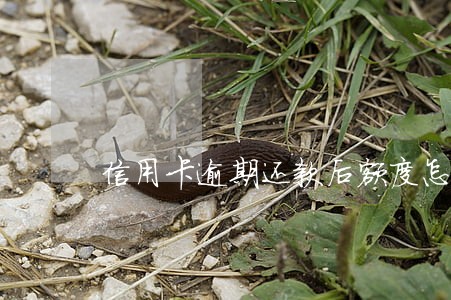 信用卡逾期还款后额度怎么办 信用卡逾期还款后额度怎么办