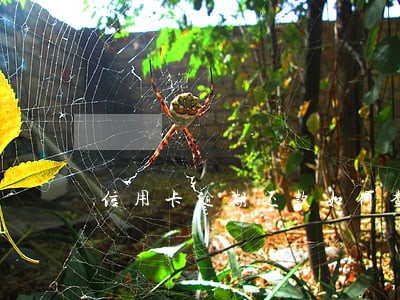 信用卡逾期还款如何查征信