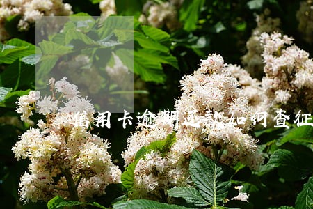 信用卡逾期还款如何查征信记录 信用卡逾期还款如何查征信记录