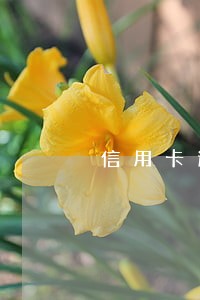 信用卡逾期还款已经满三年 信用卡逾期还款已经满三年