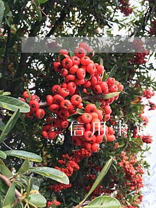 信用卡逾期还款影响信用记录 信用卡逾期还款影响信用记录