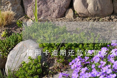 信用卡逾期还款征信多久恢复 信用卡逾期还款征信多久恢复