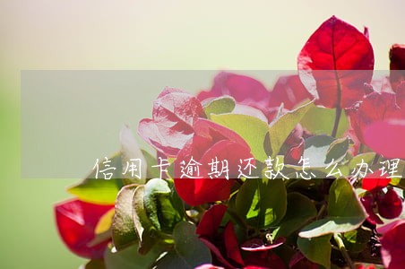 信用卡逾期还款怎么办理 信用卡逾期还款怎么办理