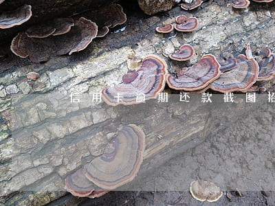 信用卡逾期还款截图招商 信用卡逾期还款截图招商