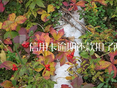 信用卡逾期还款扣了两百多