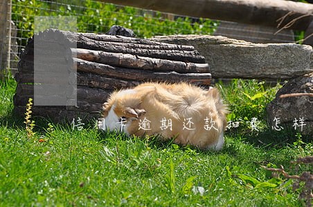 信用卡逾期还款扣费怎样扣 信用卡逾期还款扣费怎样扣