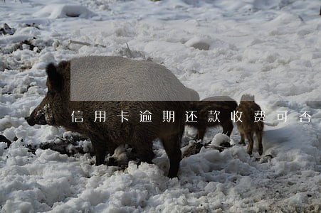 信用卡逾期还款收费可否申诉