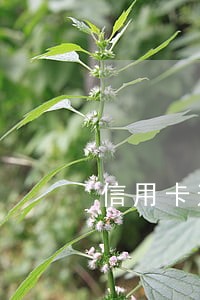 信用卡逾期还款攻略 信用卡逾期还款攻略