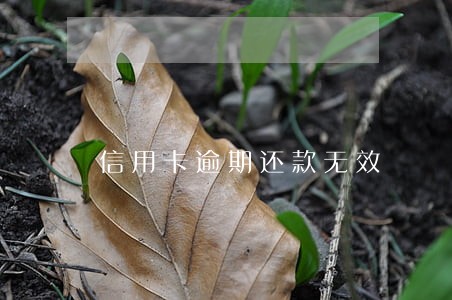 信用卡逾期还款无效