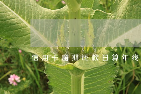 信用卡逾期还款日算年终奖吗 信用卡逾期还款日算年终奖吗
