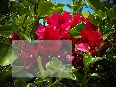 信用卡逾期还款是还全额吗 信用卡逾期还款是还全额吗