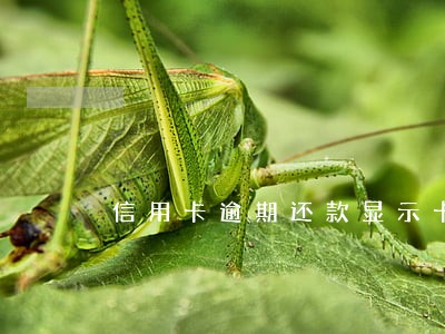 信用卡逾期还款显示卡片消失 信用卡逾期还款显示卡片消失