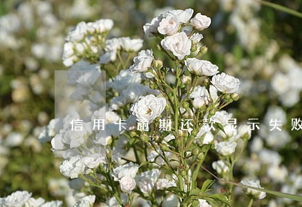 信用卡逾期还款显示失败 信用卡逾期还款显示失败