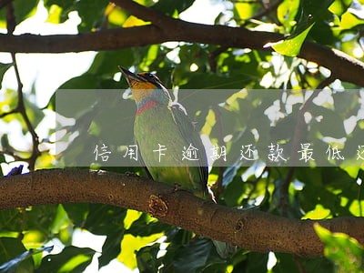 信用卡逾期还款最低还多少 信用卡逾期还款最低还多少