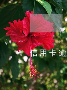 信用卡逾期还款有提醒吗 信用卡逾期还款有提醒吗