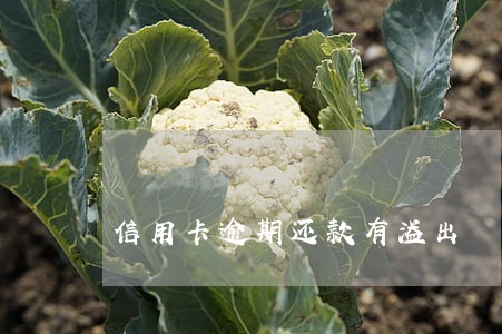 信用卡逾期还款有溢出 信用卡逾期还款有溢出