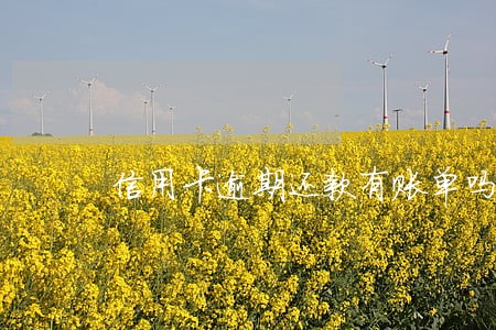 信用卡逾期还款有账单吗