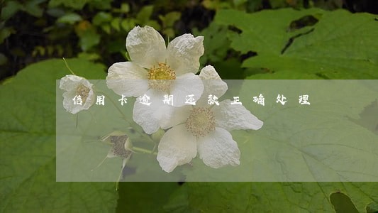 信用卡逾期还款正确处理