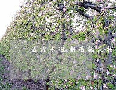 信用卡逾期还款没钱后果