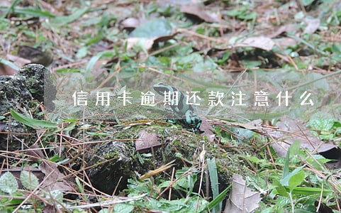 信用卡逾期还款注意什么 信用卡逾期还款注意什么