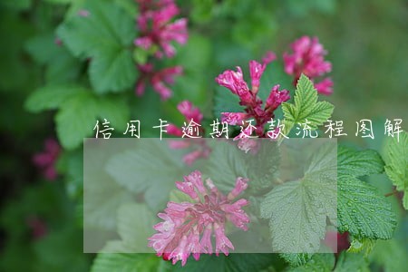 信用卡逾期还款流程图解招商 信用卡逾期还款流程图解招商