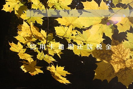 信用卡逾期还款税金 信用卡逾期还款税金