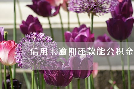 信用卡逾期还款能公积金贷款吗