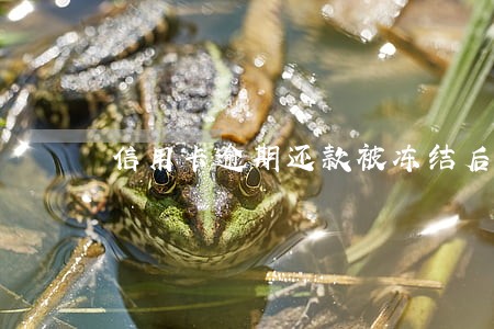 信用卡逾期还款被冻结后解冻吗 信用卡逾期还款被冻结后解冻吗