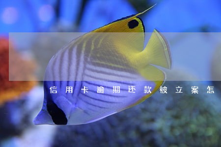 信用卡逾期还款被立案怎么办 信用卡逾期还款被立案怎么办