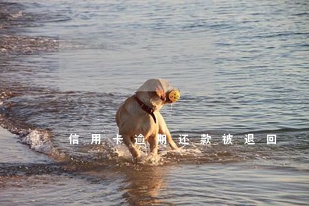 信用卡逾期还款被退回