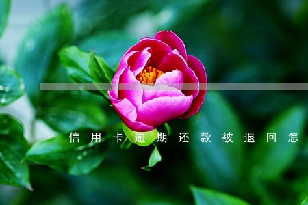 信用卡逾期还款被退回怎么回事 信用卡逾期还款被退回怎么回事