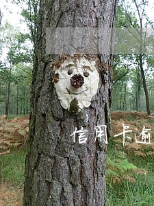 信用卡逾期还款被退款 信用卡逾期还款被退款