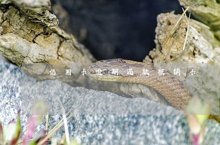 信用卡逾期还款被销卡 信用卡逾期还款被销卡