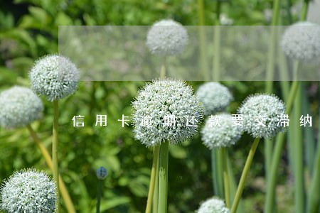信用卡逾期还款要交滞纳金