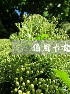 信用卡逾期还款规定 信用卡逾期还款规定