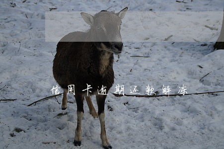 信用卡逾期还款解冻 信用卡逾期还款解冻