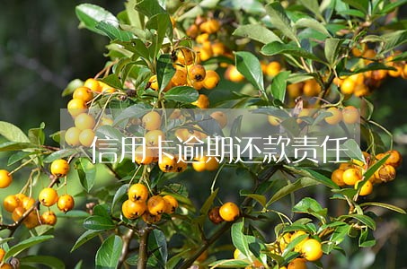 信用卡逾期还款责任 信用卡逾期还款责任