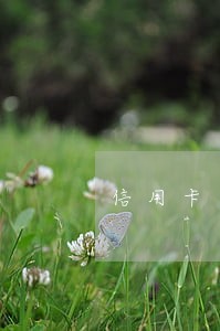 信用卡逾期还款还哪里 信用卡逾期还款还哪里