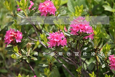 信用卡逾期还款还掉了还能用麽 信用卡逾期还款还掉了还能用麽