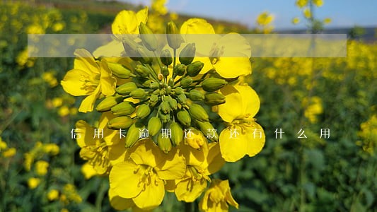 信用卡逾期还款还有什么用 信用卡逾期还款还有什么用