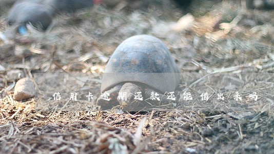 信用卡逾期还款还能借出来吗 信用卡逾期还款还能借出来吗
