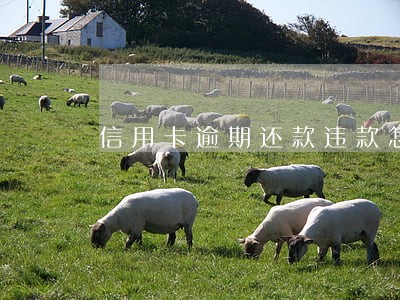 信用卡逾期还款违款怎么处罚 信用卡逾期还款违款怎么处罚