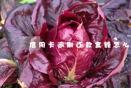 信用卡逾期还款金额怎么还是一样