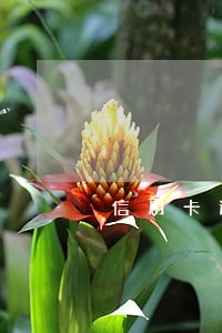 信用卡逾期还款银行会降额吗