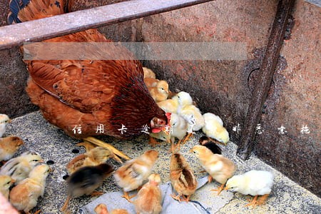 信用卡逾期还款非恶意拖欠证明 信用卡逾期还款非恶意拖欠证明