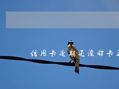 信用卡逾期还没销卡五年后
